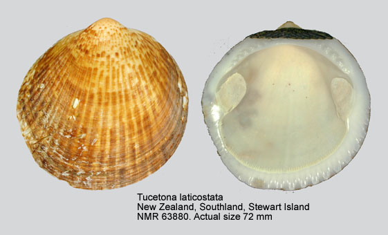 Tucetona laticostata.jpg - Tucetona laticostata(Quoy & Gaimard,1835)